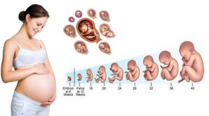 Hamilelik-Hesaplama